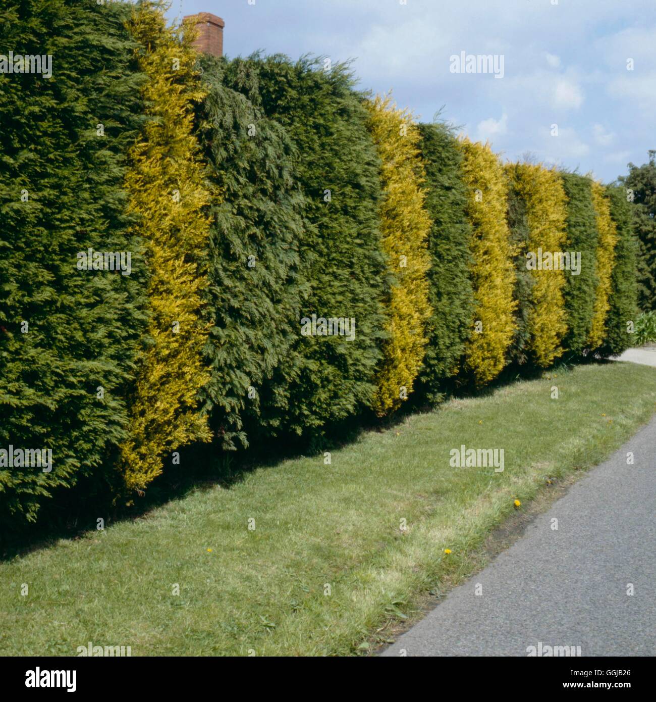 Hedge - of X Cupressocyparis leylandii & X C.l. `Castlewellan Gold'   HED037988     Photos Horticult Stock Photo